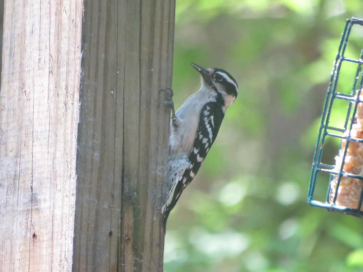 Downy Woodpecker - ML617616115