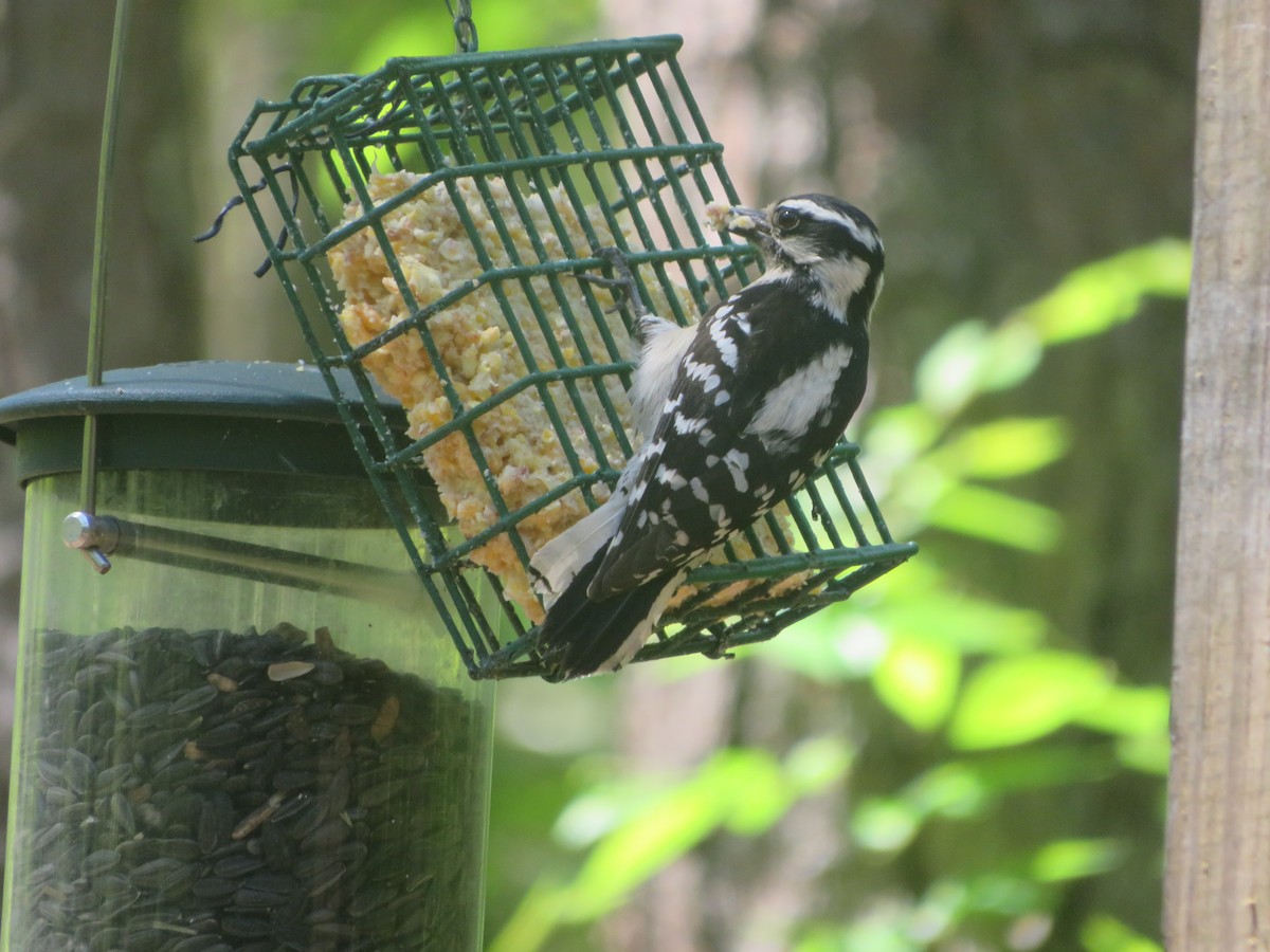 Downy Woodpecker - ML617616116