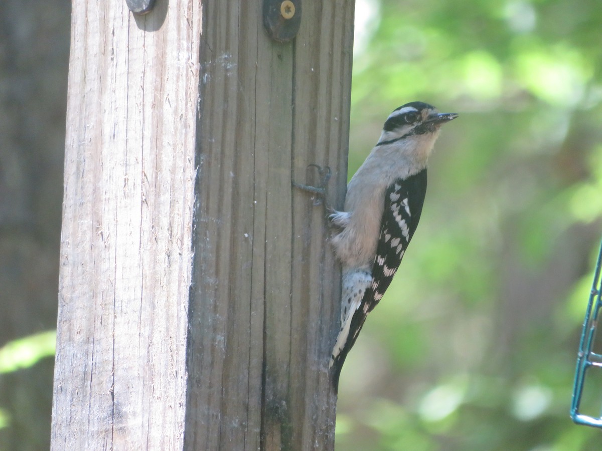 Downy Woodpecker - ML617616117