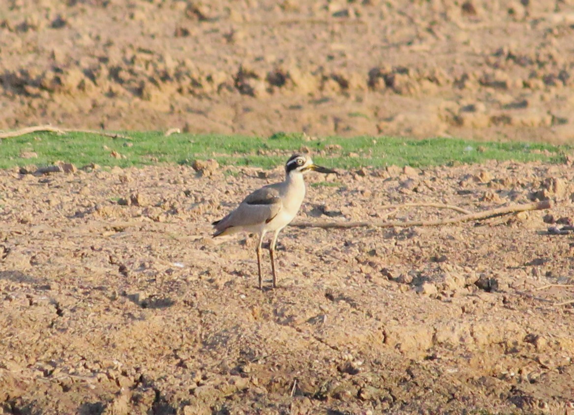 Great Thick-knee - ML617616162