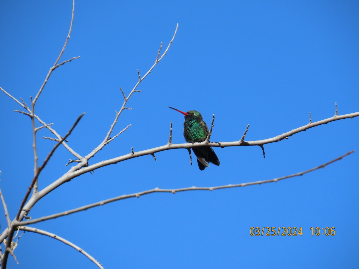 Broad-billed Hummingbird - ML617616163