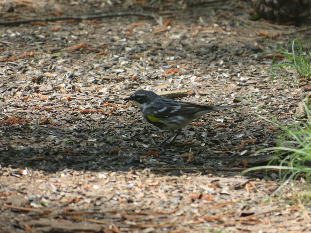 Yellow-rumped Warbler - ML617616166