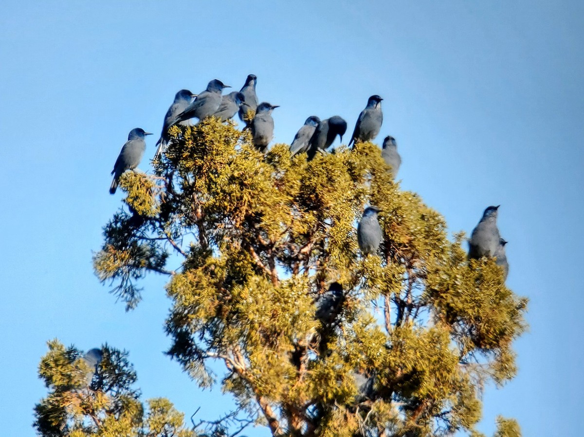 Pinyon Jay - ML617616186