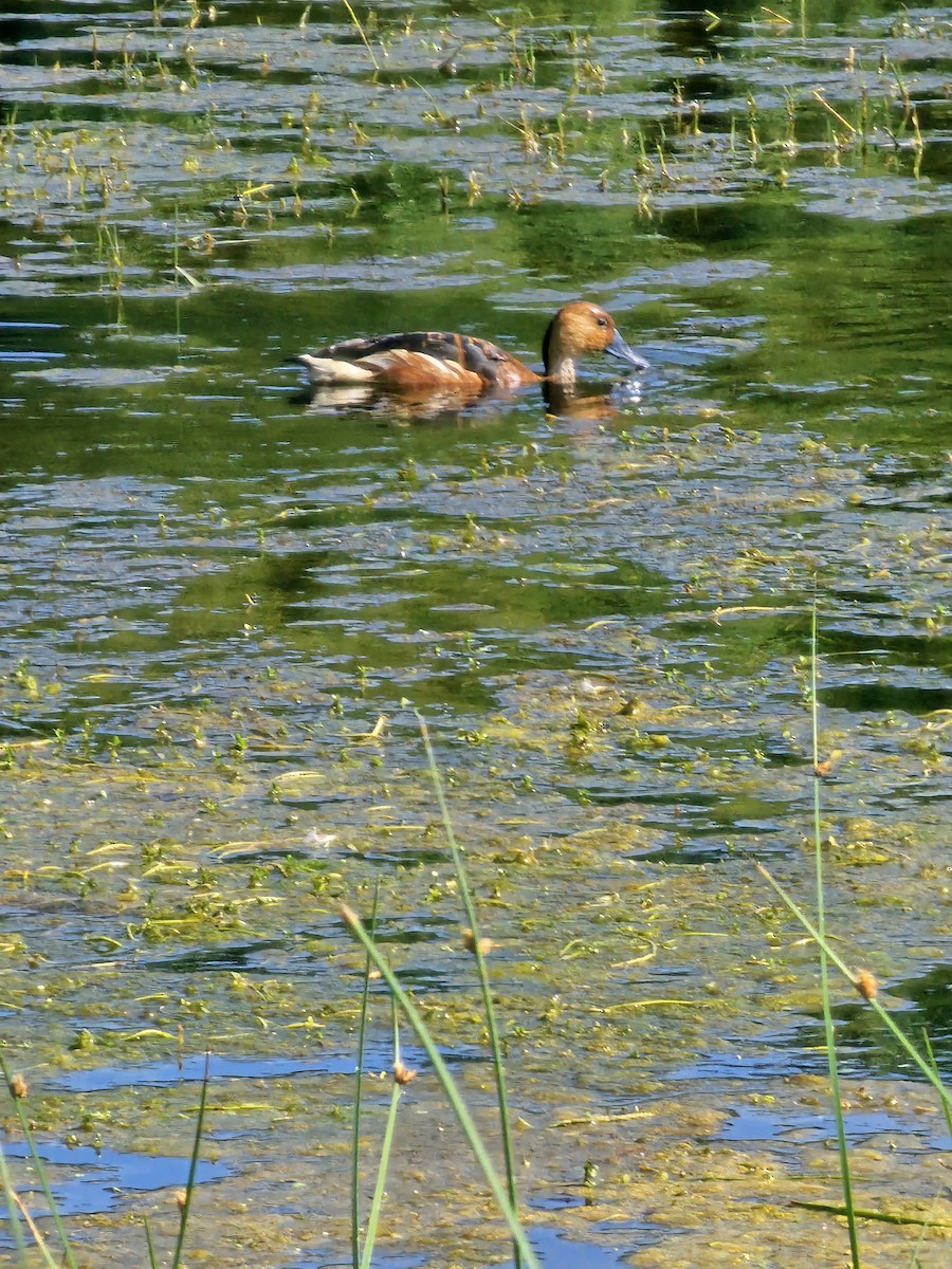 Fulvous Whistling-Duck - ML617616187