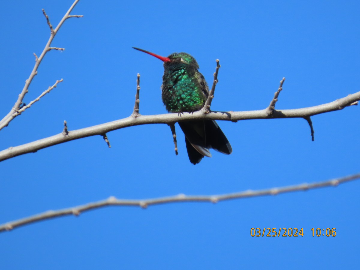 Broad-billed Hummingbird - ML617616190