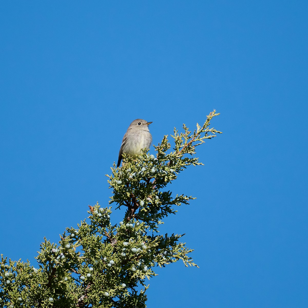 Gray Flycatcher - Frank Lospalluto