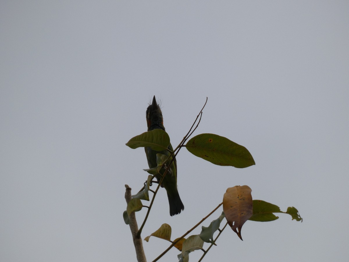 Blue-eared Barbet - Mike Tuer