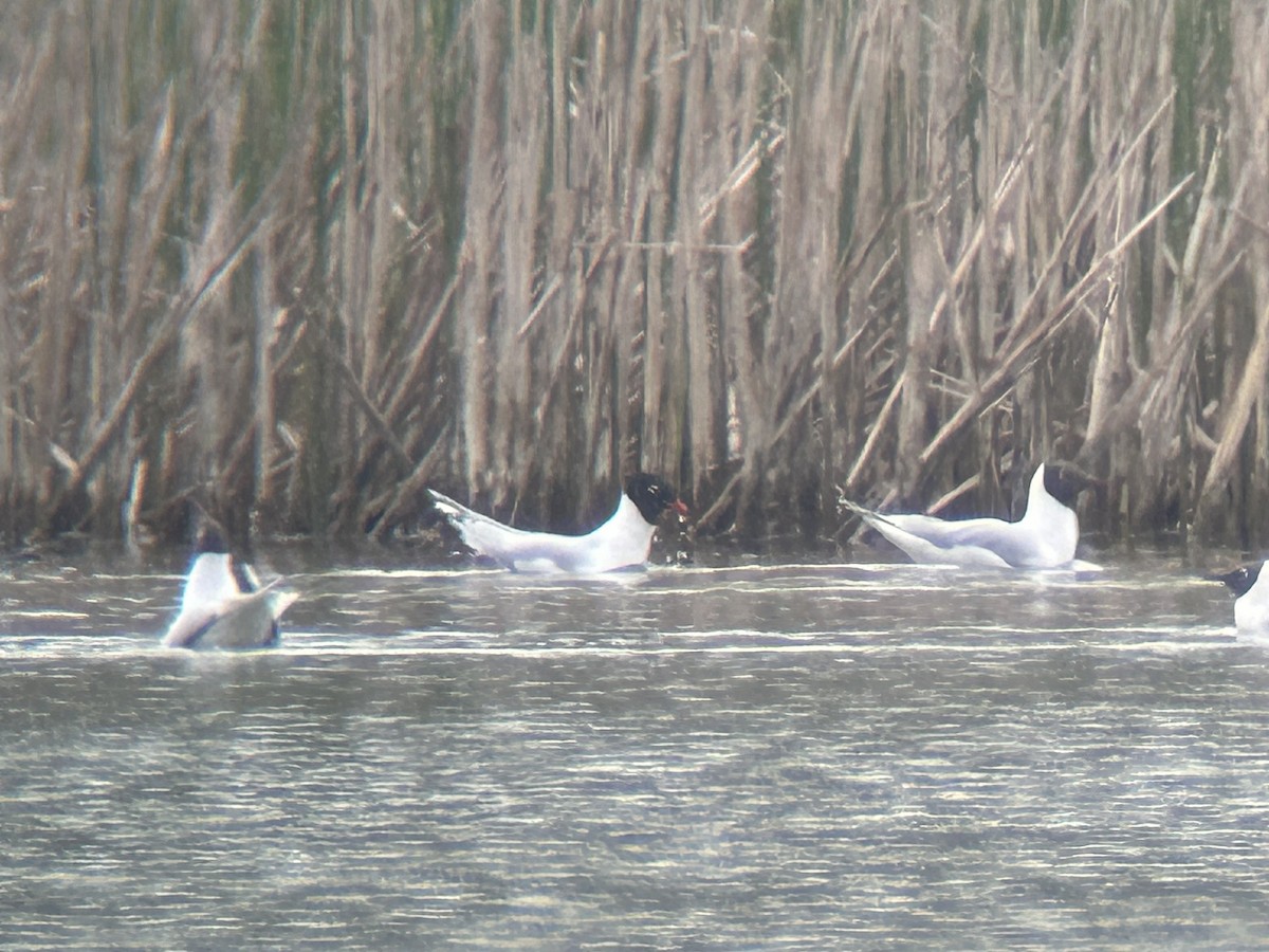 Mouette mélanocéphale - ML617616208