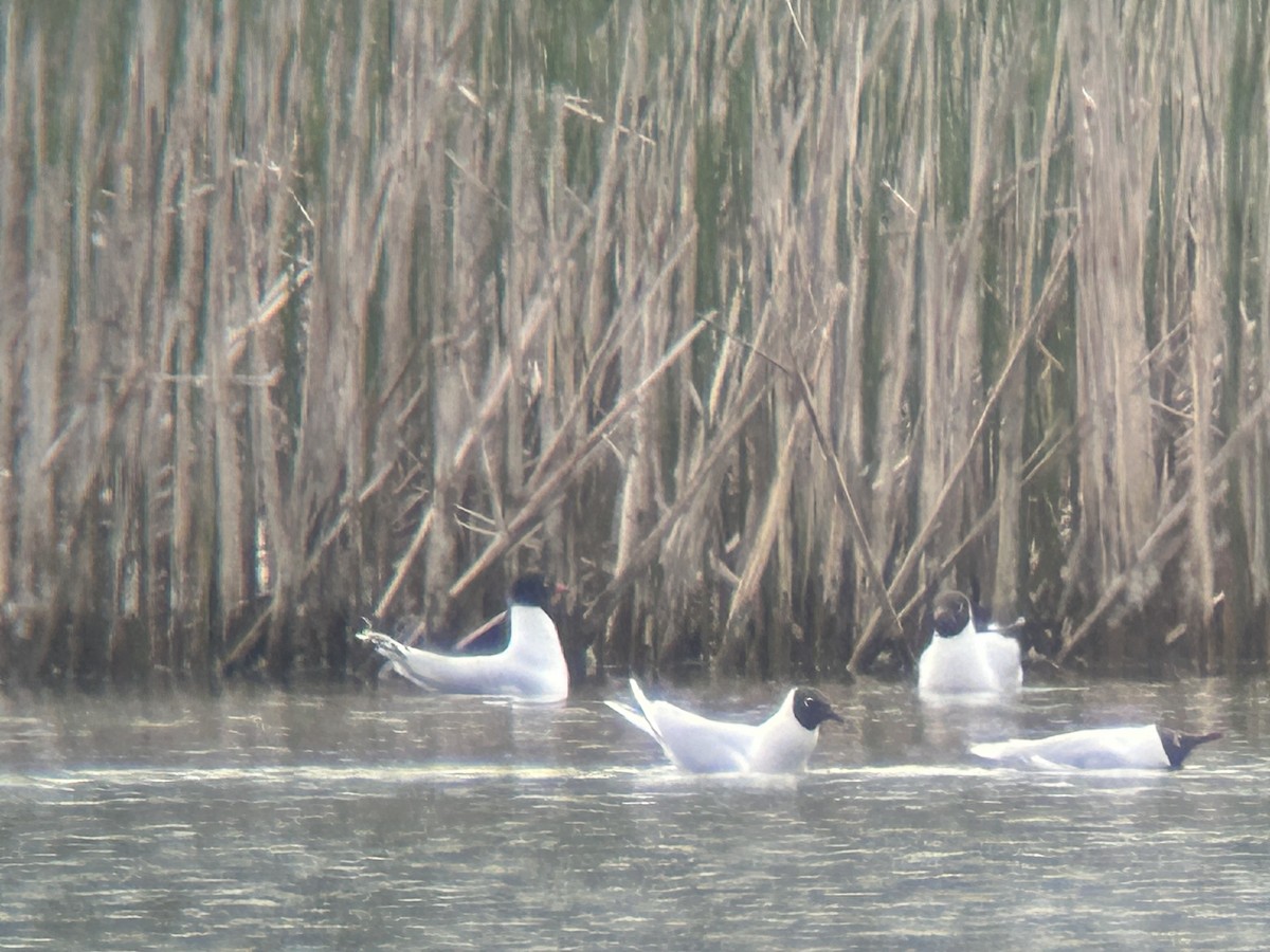 Mediterranean Gull - ML617616209