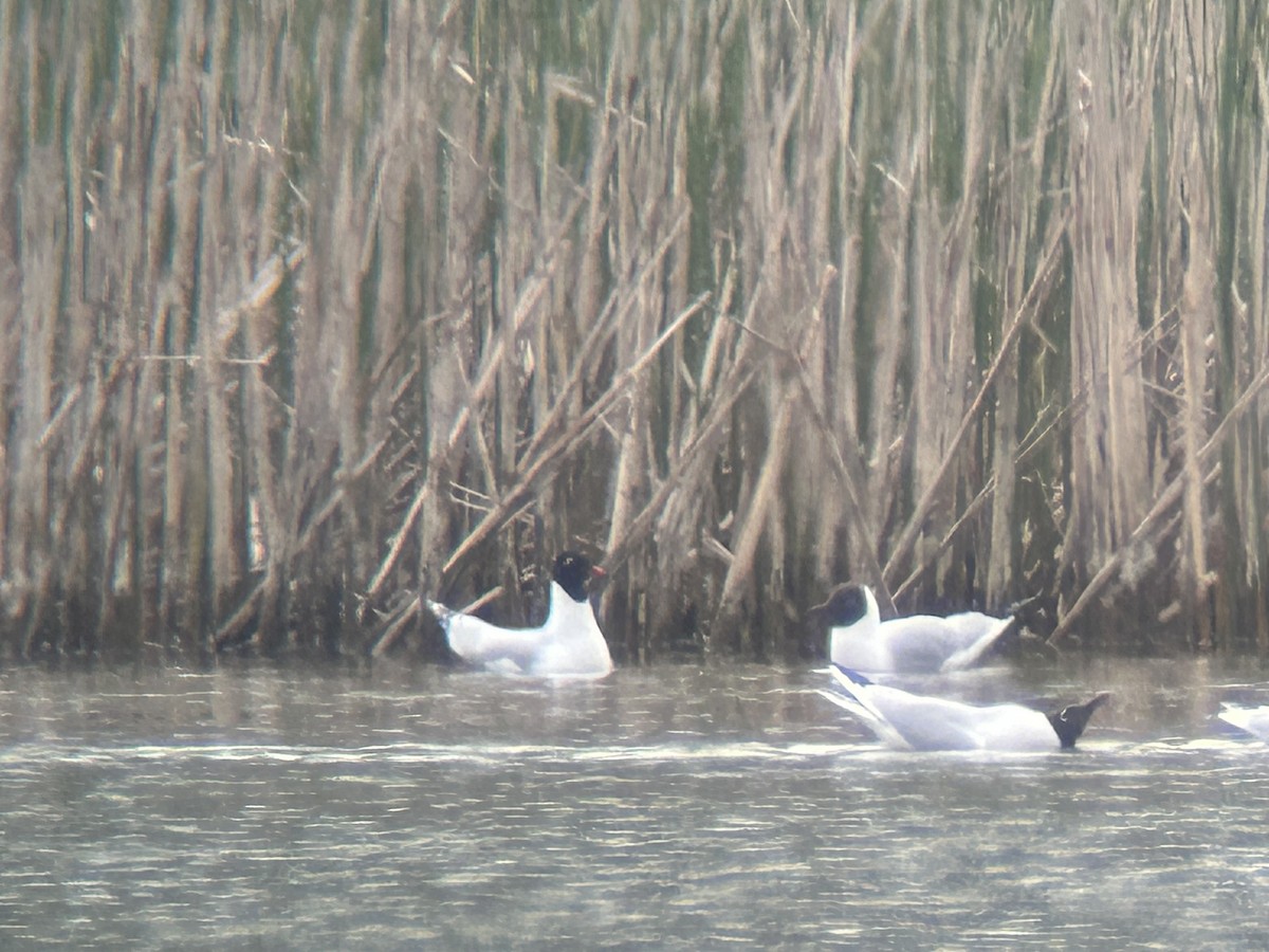 Mediterranean Gull - ML617616210