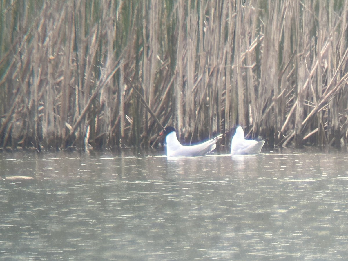 Mouette mélanocéphale - ML617616212