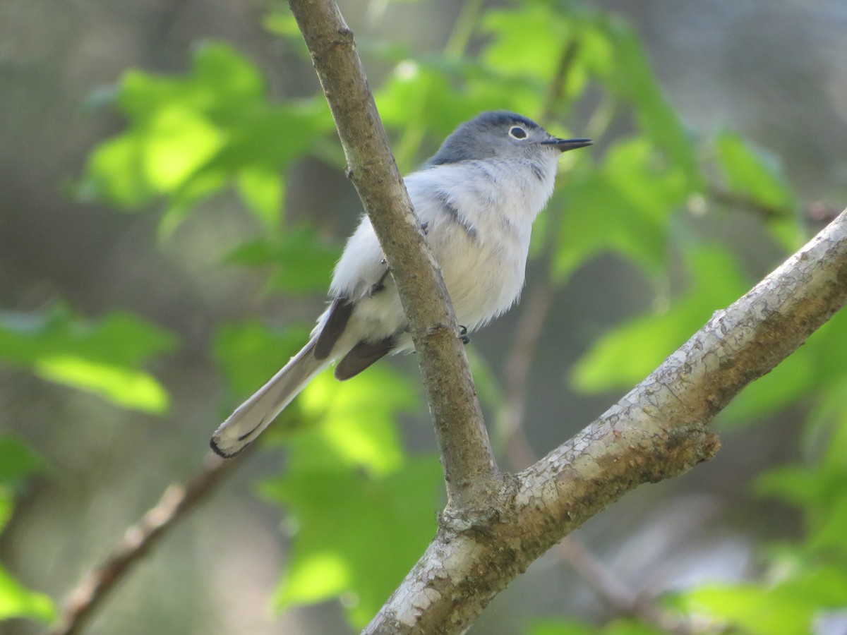 Blue-gray Gnatcatcher - ML617616246