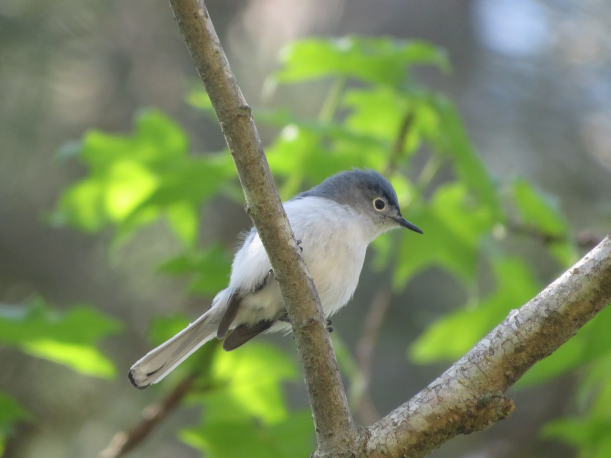 Blue-gray Gnatcatcher - ML617616247