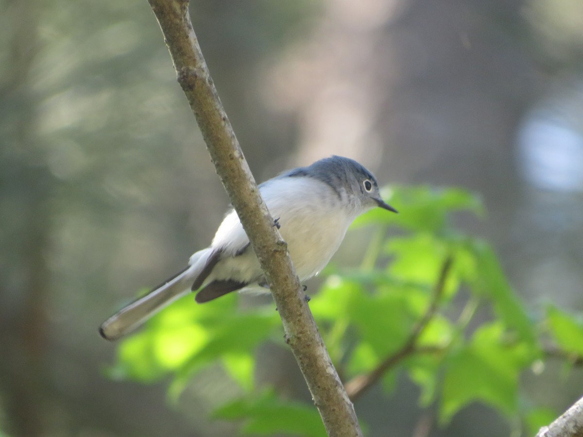 Blue-gray Gnatcatcher - Joel Jacobson