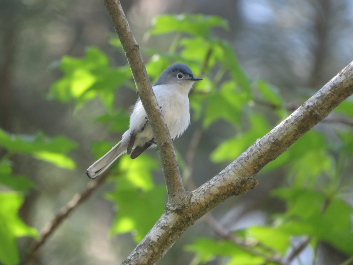 Blue-gray Gnatcatcher - ML617616249