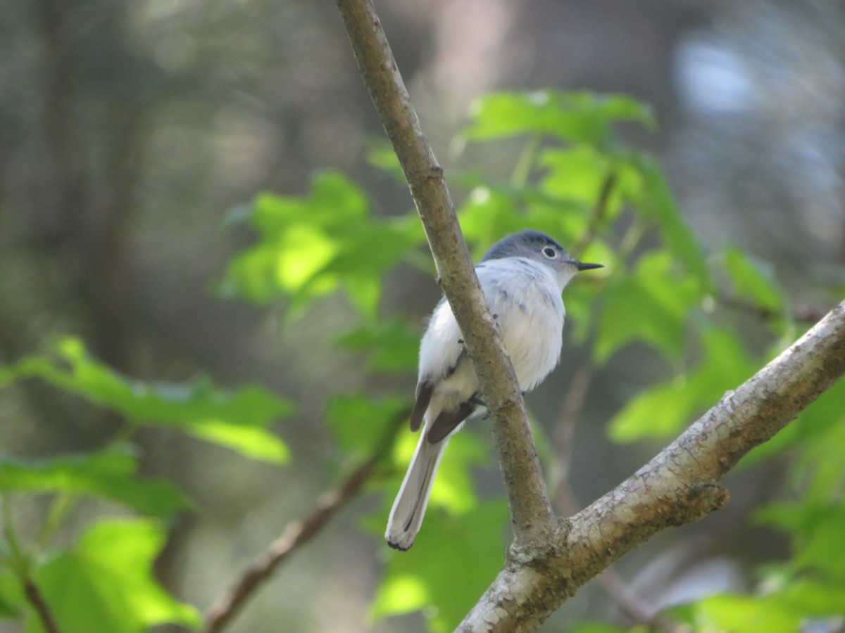 Blue-gray Gnatcatcher - ML617616250