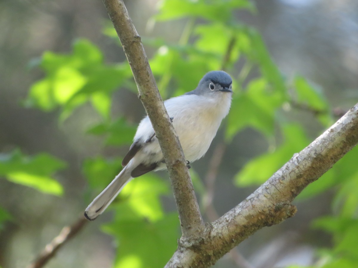 Blue-gray Gnatcatcher - ML617616251