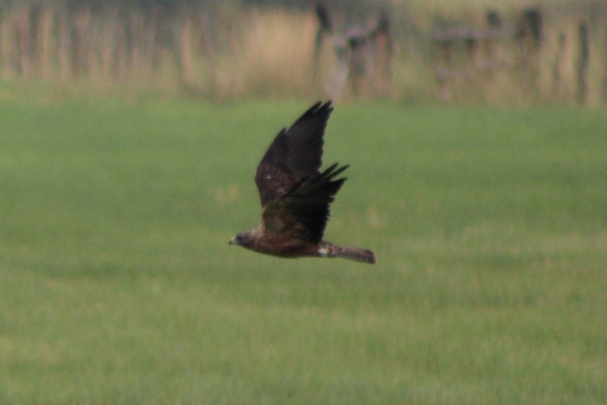 Swainson's Hawk - ML617616276
