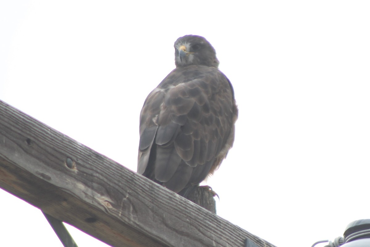 Swainson's Hawk - ML617616297