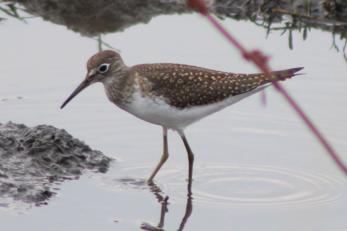 Solitary Sandpiper - ML617616298