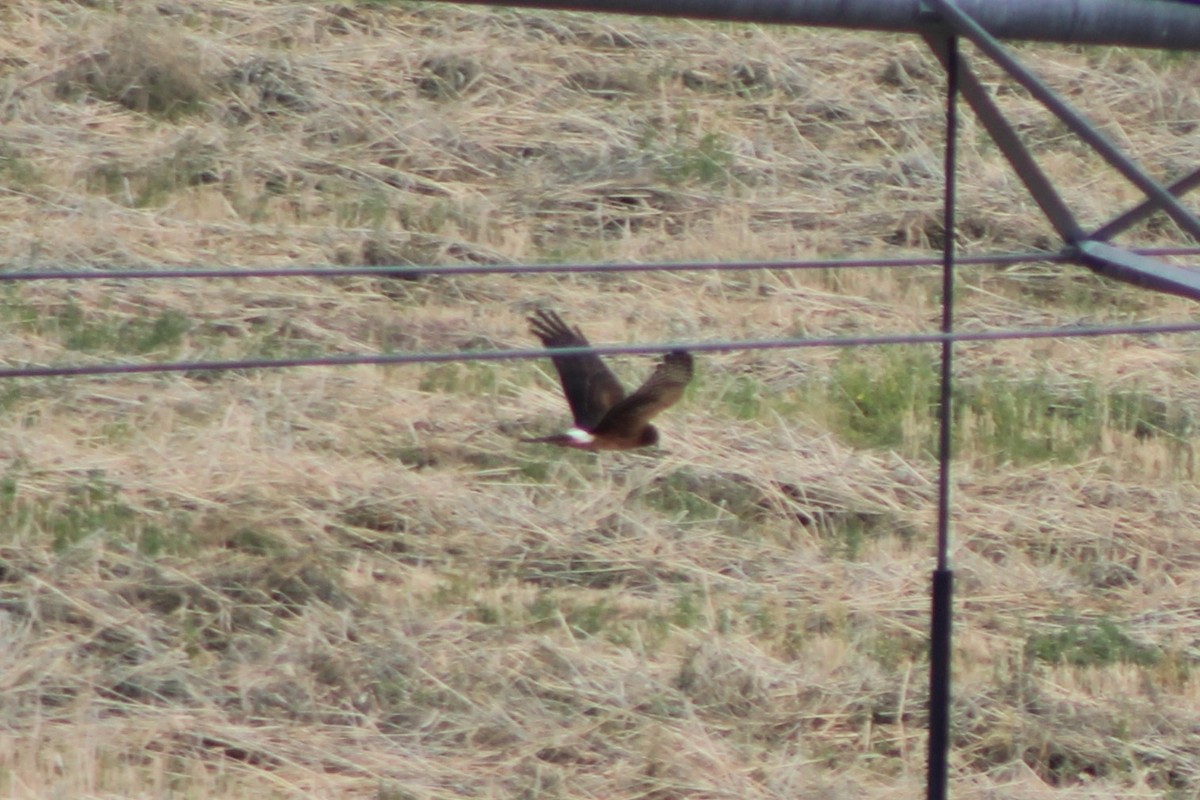 Northern Harrier - ML617616309