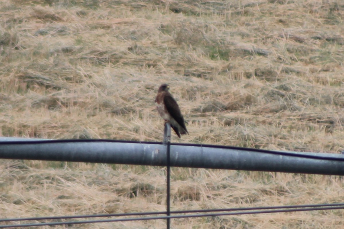 Swainson's Hawk - ML617616311