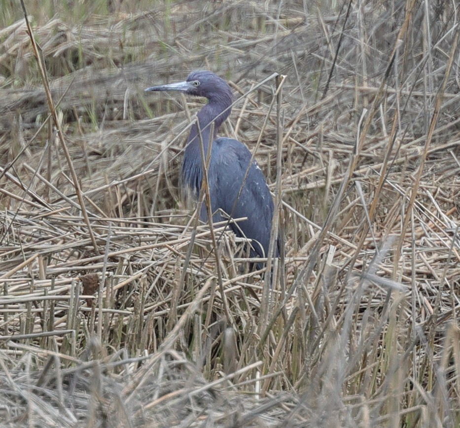 Little Blue Heron - ML617616330