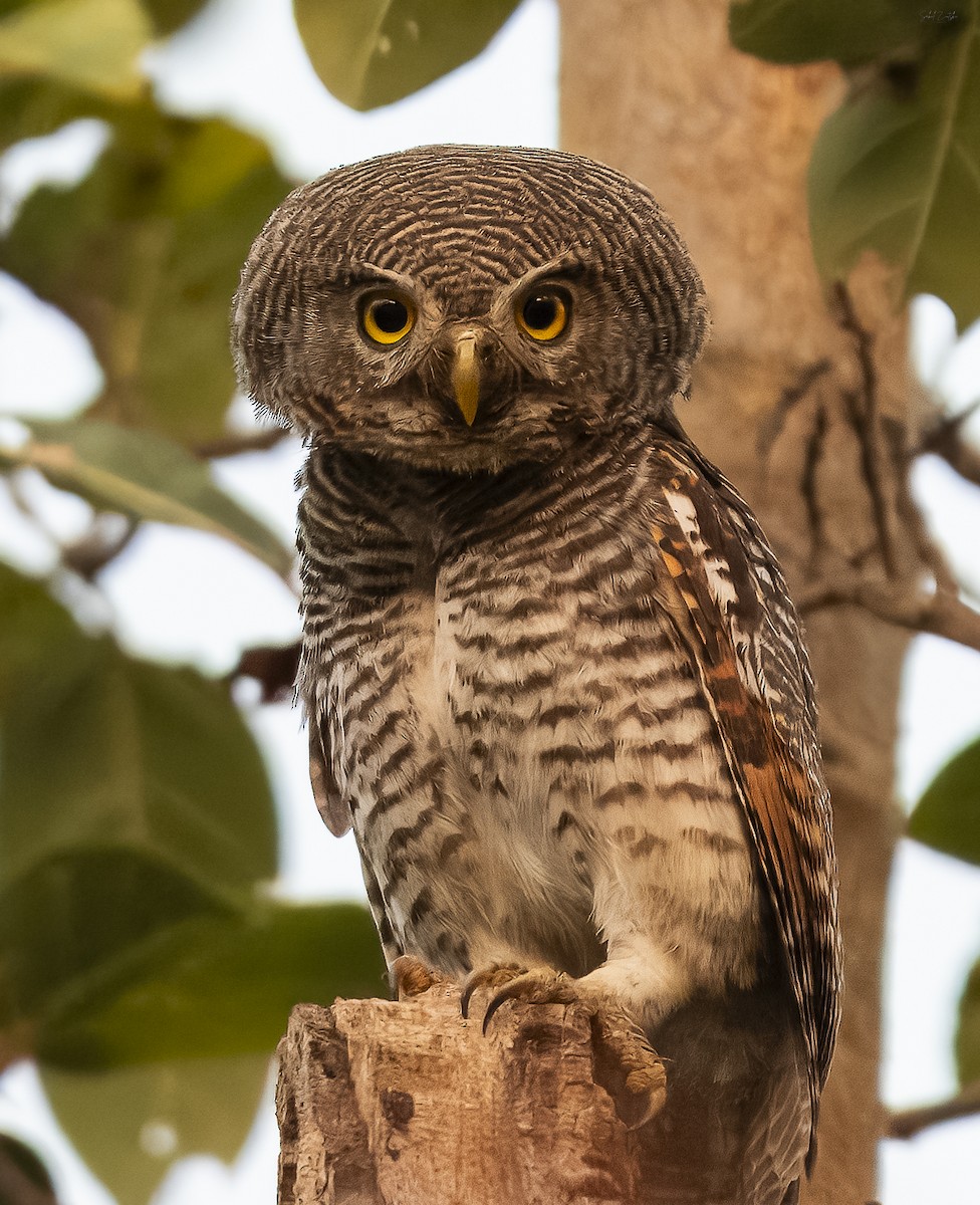 Jungle Owlet - Sahil 🐧
