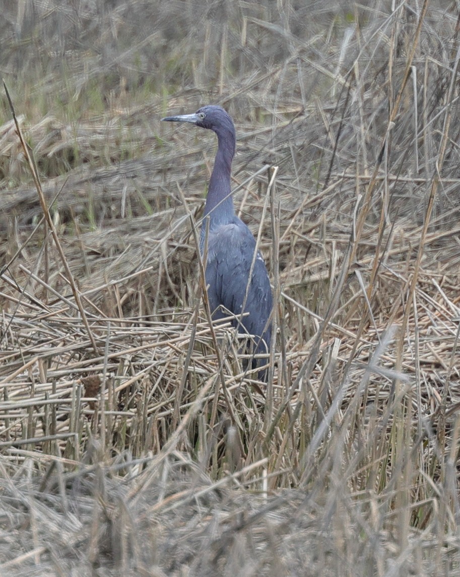 Little Blue Heron - ML617616333