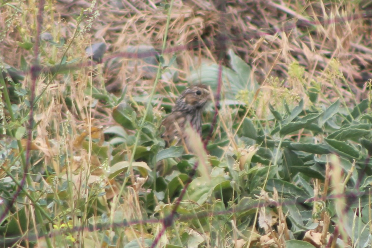 Vesper Sparrow - ML617616342