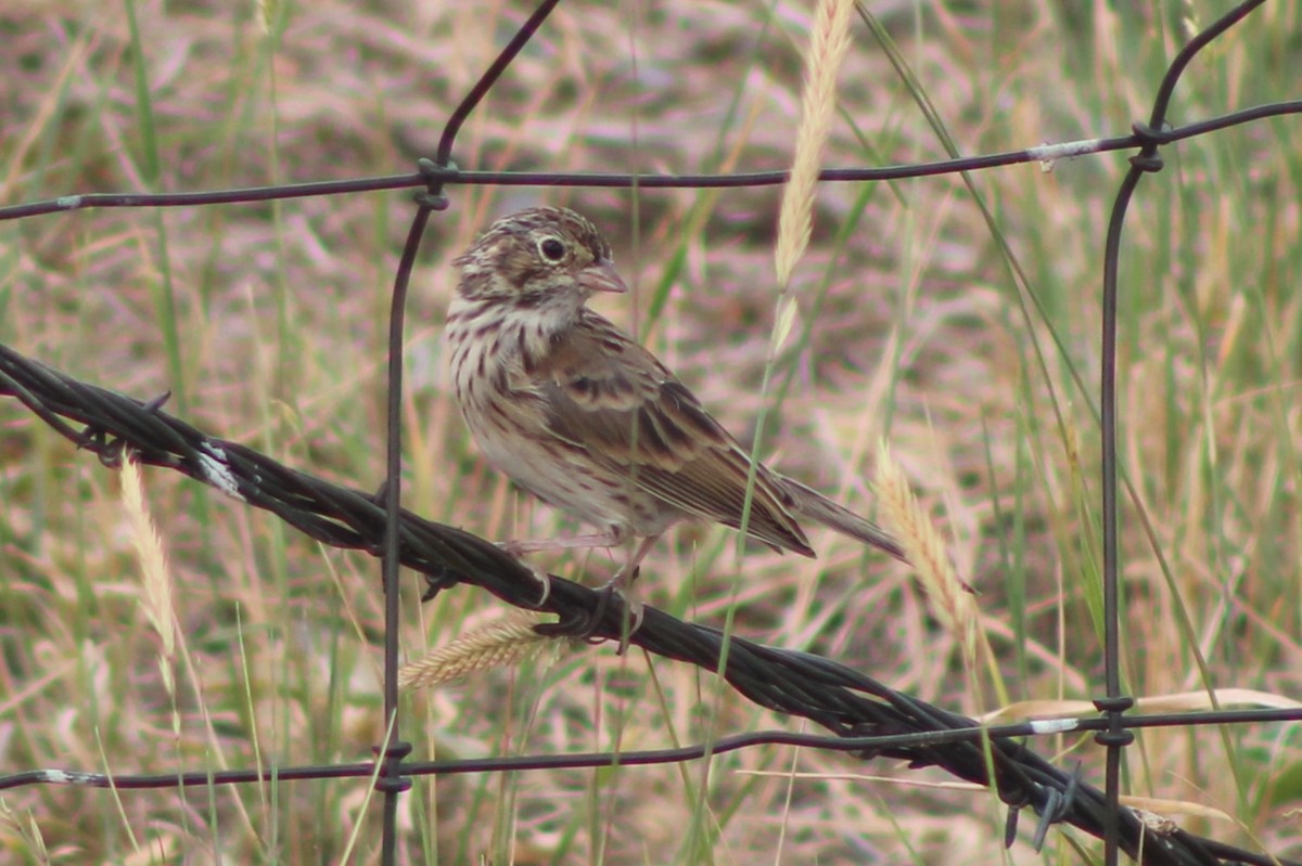 Vesper Sparrow - ML617616346