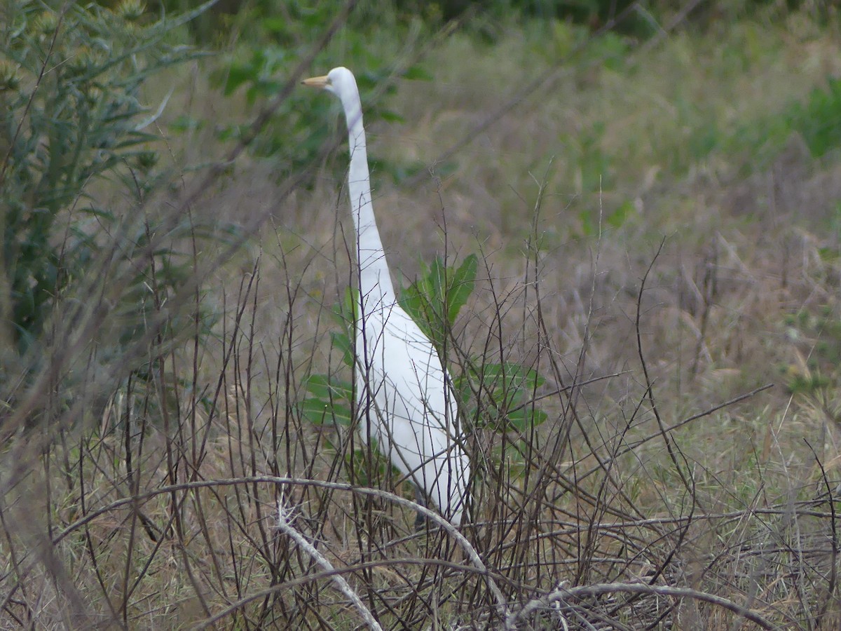 Grande Aigrette - ML617616352