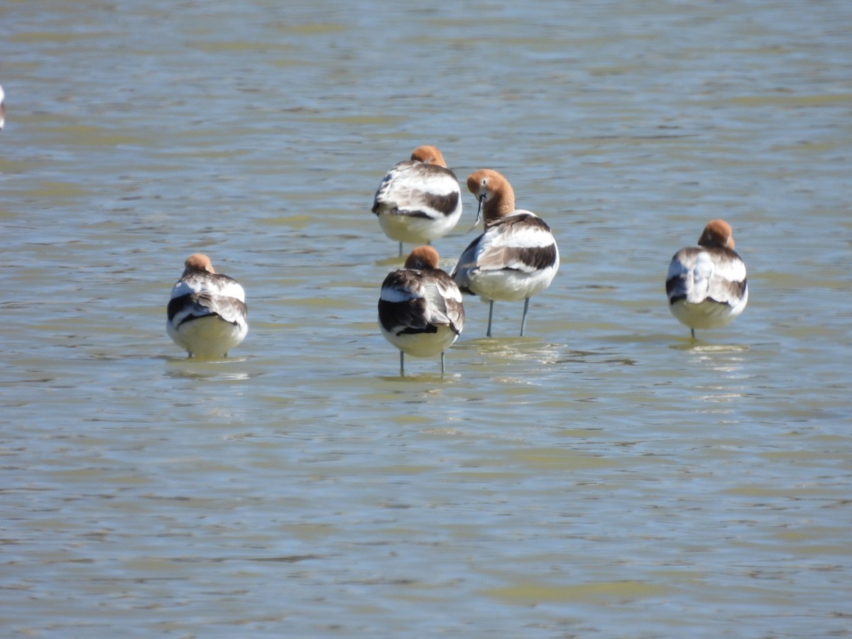 Avoceta Americana - ML617616384