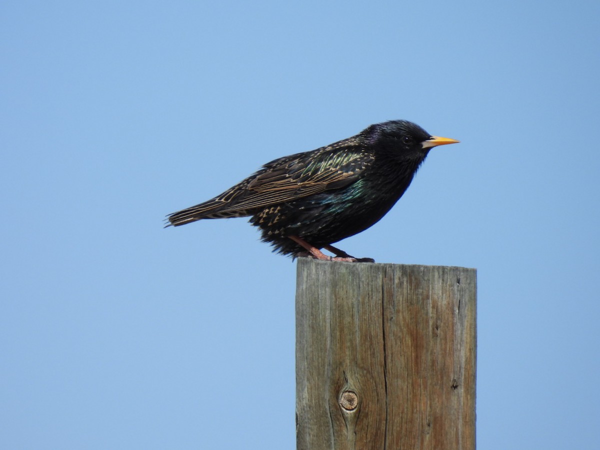 European Starling - Jackson Aanerud