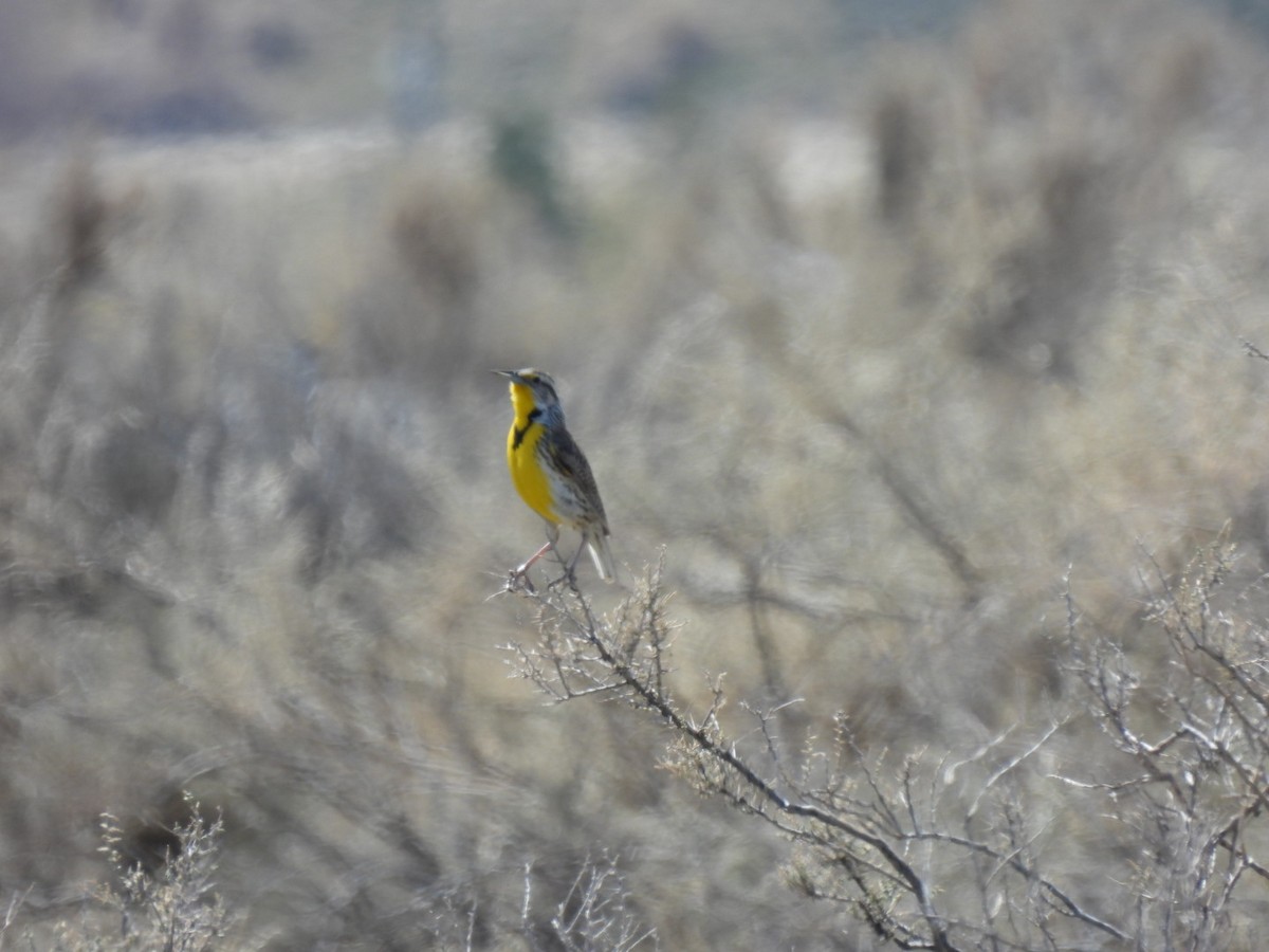 Western Meadowlark - Jackson Aanerud