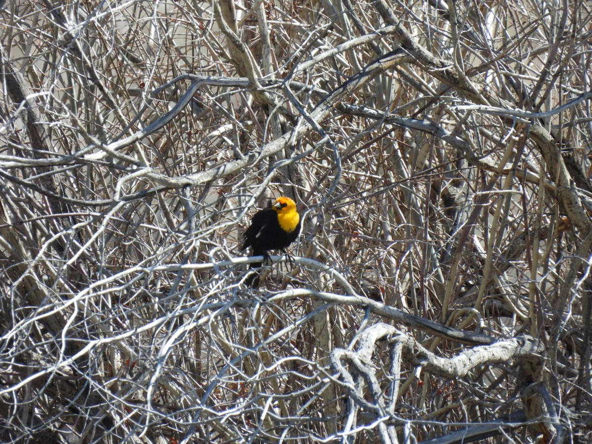 Yellow-headed Blackbird - Jackson Aanerud