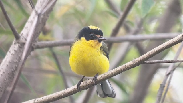 Yellow-crowned Redstart - ML617616530