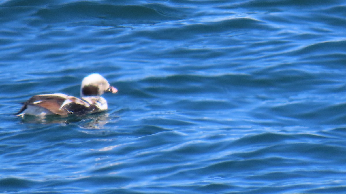 Long-tailed Duck - Richard Spedding