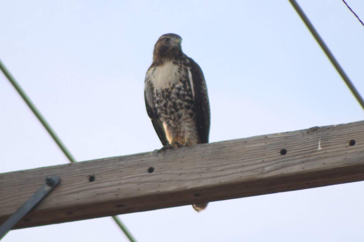 Red-tailed Hawk (calurus/alascensis) - ML617616551