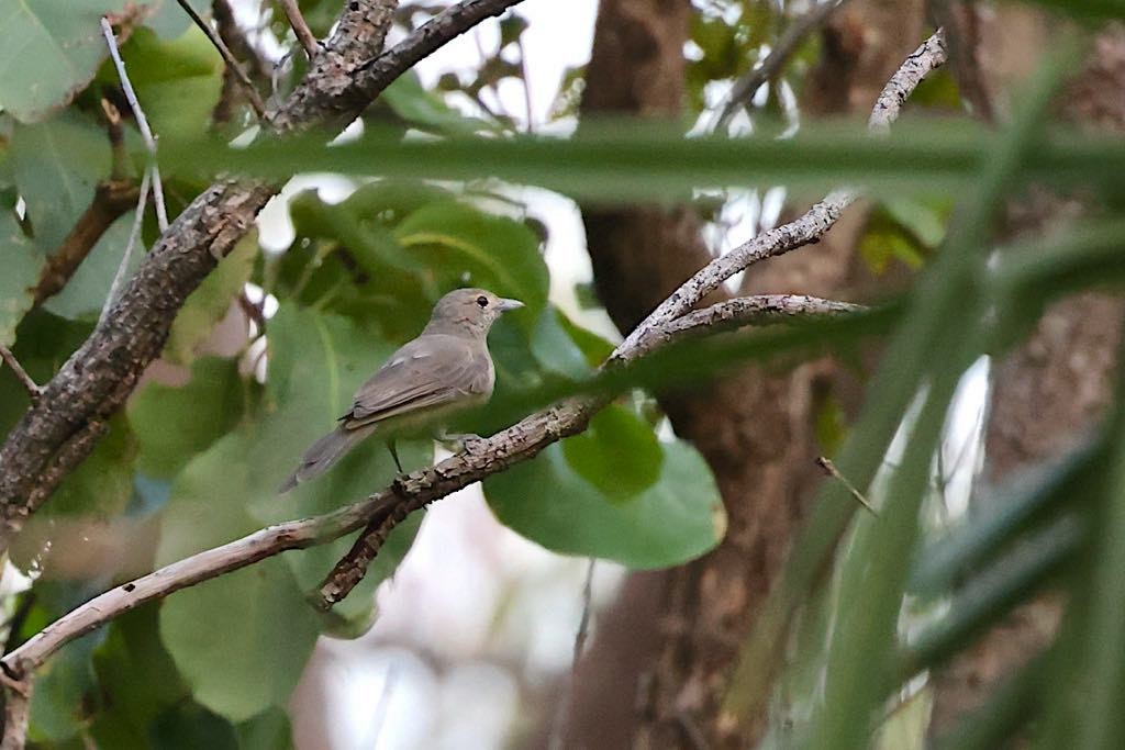 Gray Shrikethrush - ML617616581