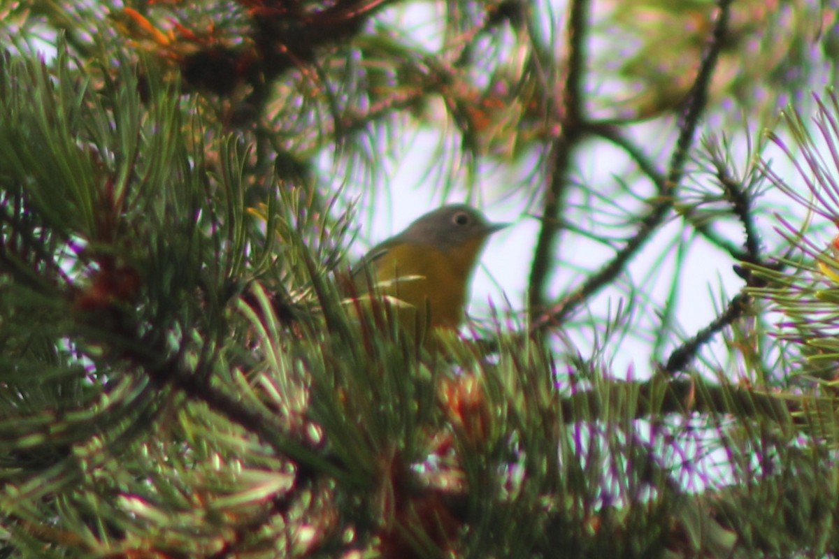 Nashville Warbler - Sean Cozart