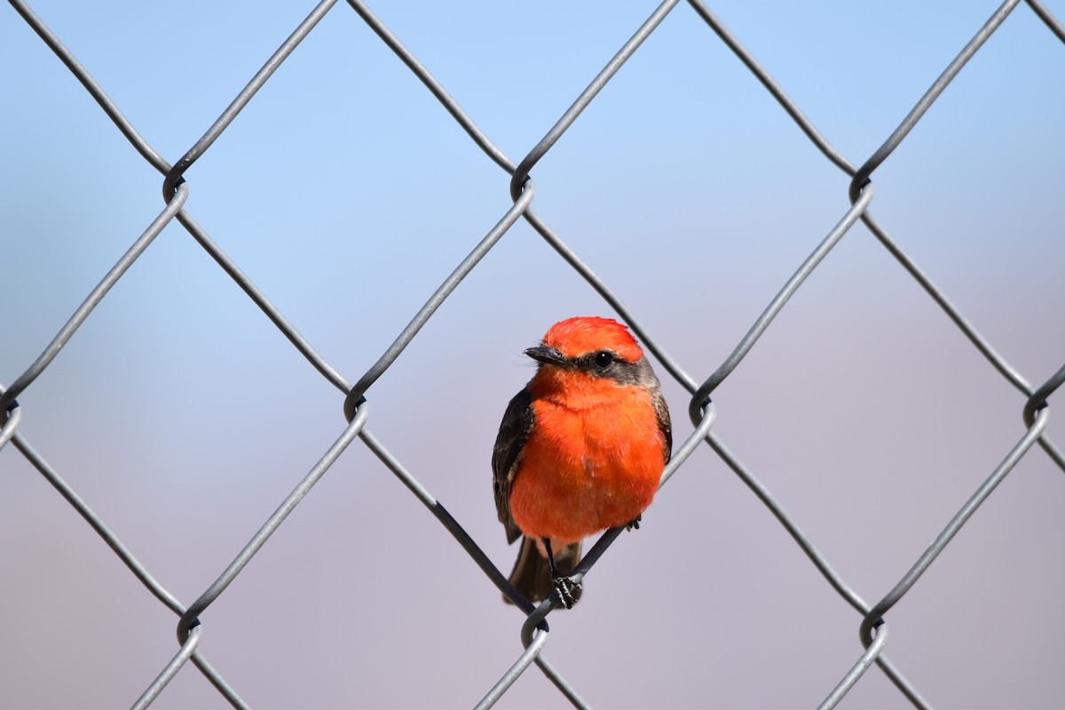 Vermilion Flycatcher - ML617616598