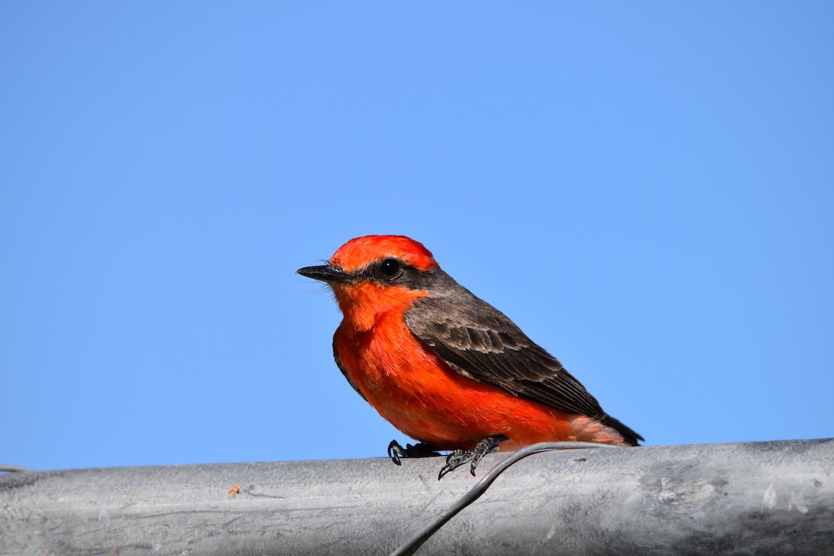 Vermilion Flycatcher - ML617616671