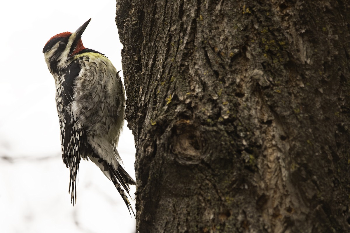 Yellow-bellied Sapsucker - ML617616691