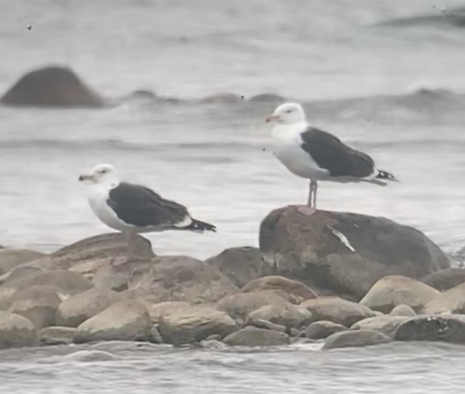 Great Black-backed Gull - ML617616708