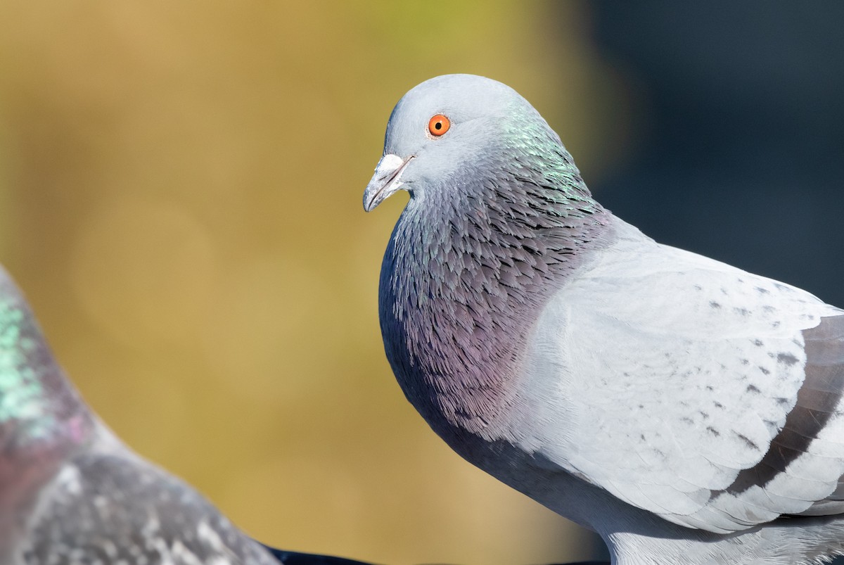 Сизый голубь (Одомашненного типа) - ML617616732
