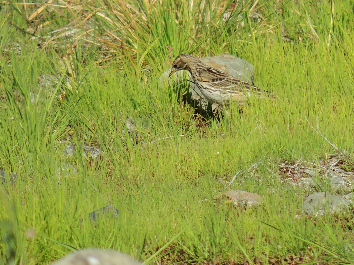 Red-throated Pipit - ML617616741