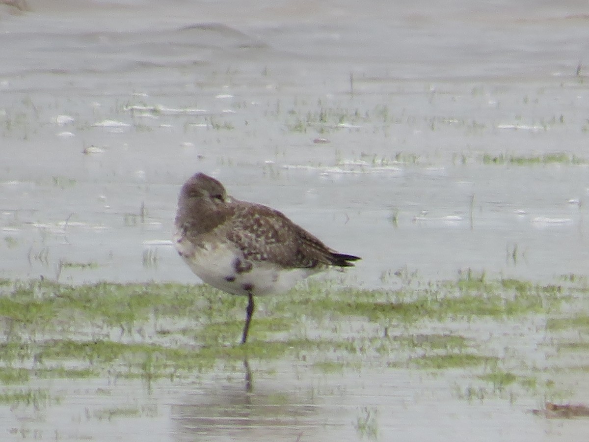 Black-bellied Plover - Randy Fisher