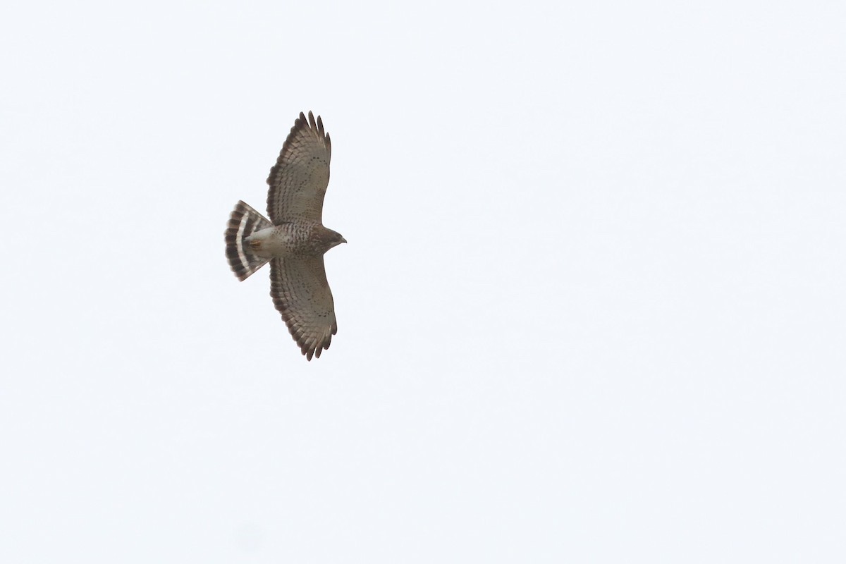 Broad-winged Hawk - ML617616841