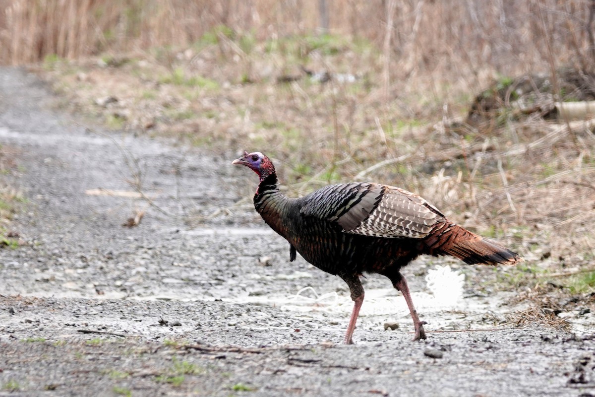 Wild Turkey - Louise Courtemanche 🦅